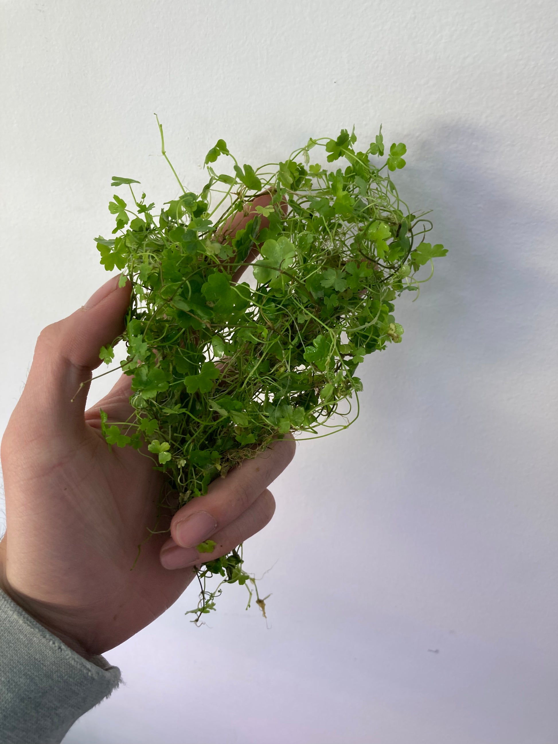 Hydrocotyle Tripartita Japan - AquaHorizon