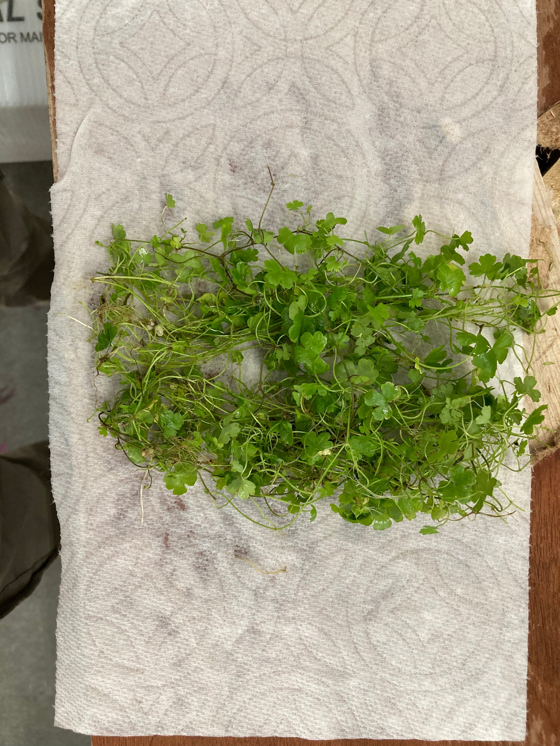 Hydrocotyle Tripartita Japan - AquaHorizon