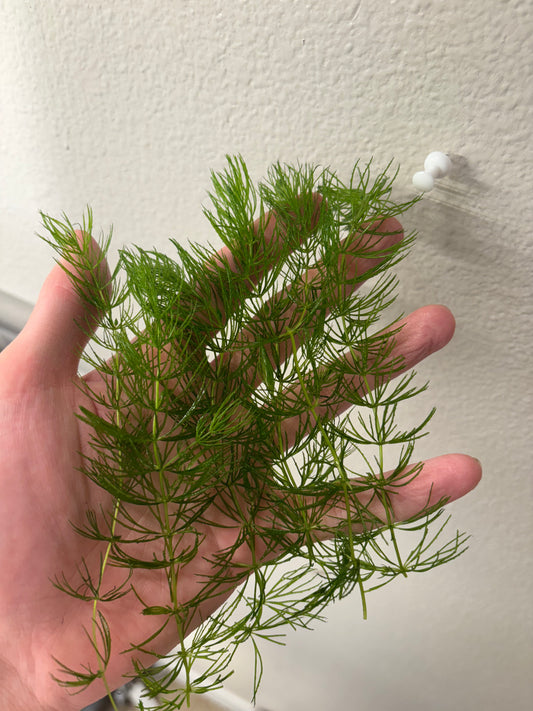 Hornwort (6 Stems) - AquaHorizon