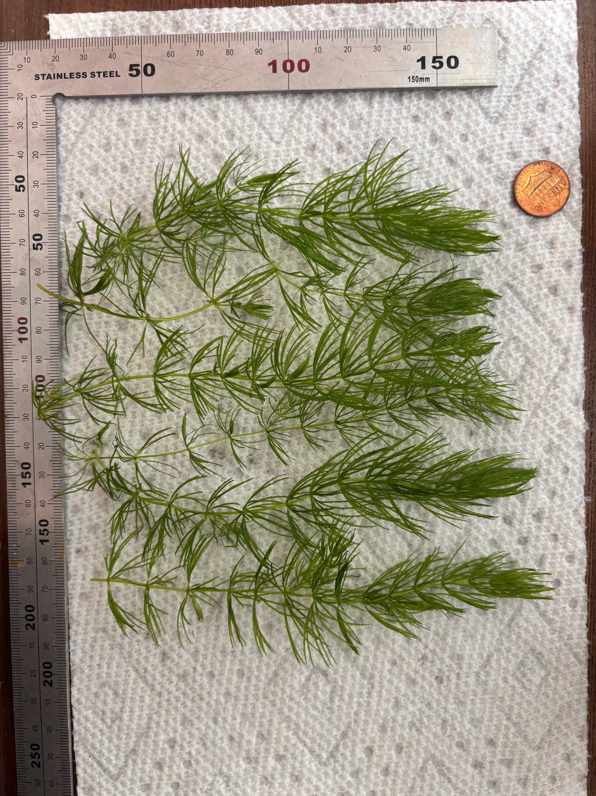 Hornwort (6 Stems) - AquaHorizon