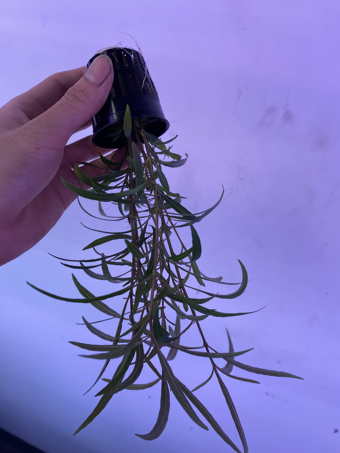 Hygrophila Araguaia Potted - AquaHorizon
