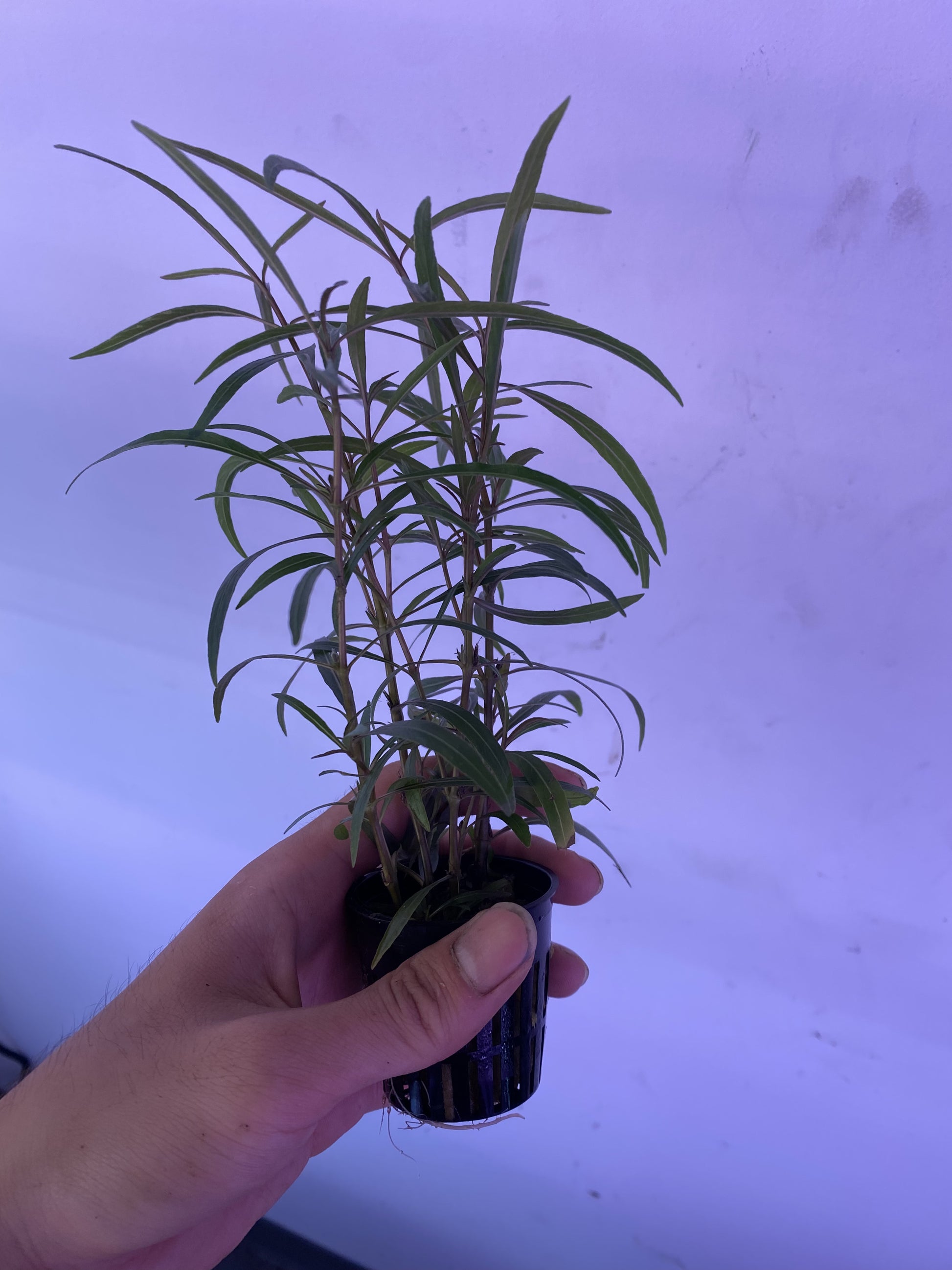 Hygrophila Araguaia Potted - AquaHorizon