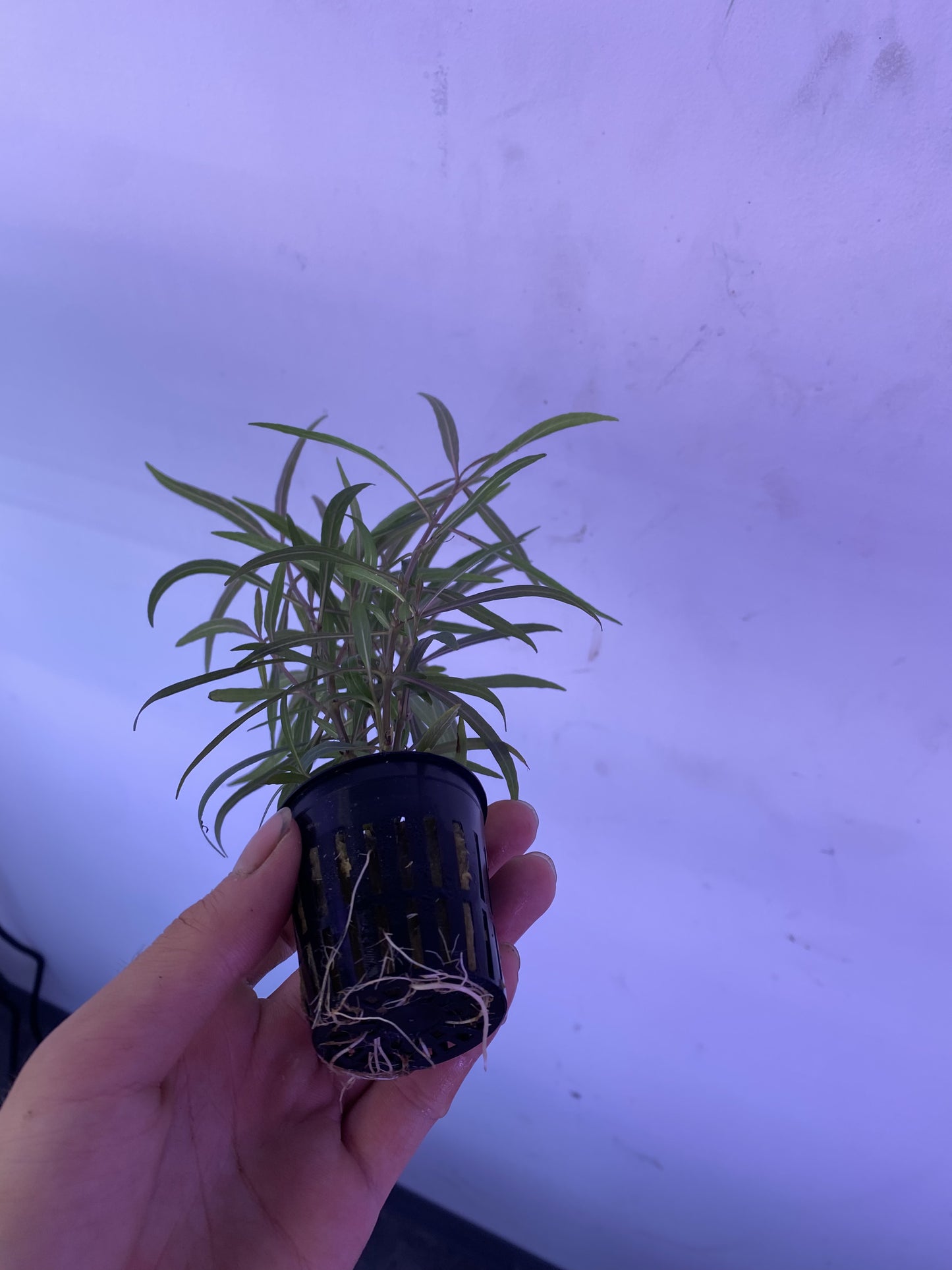 Hygrophila Araguaia Potted - AquaHorizon