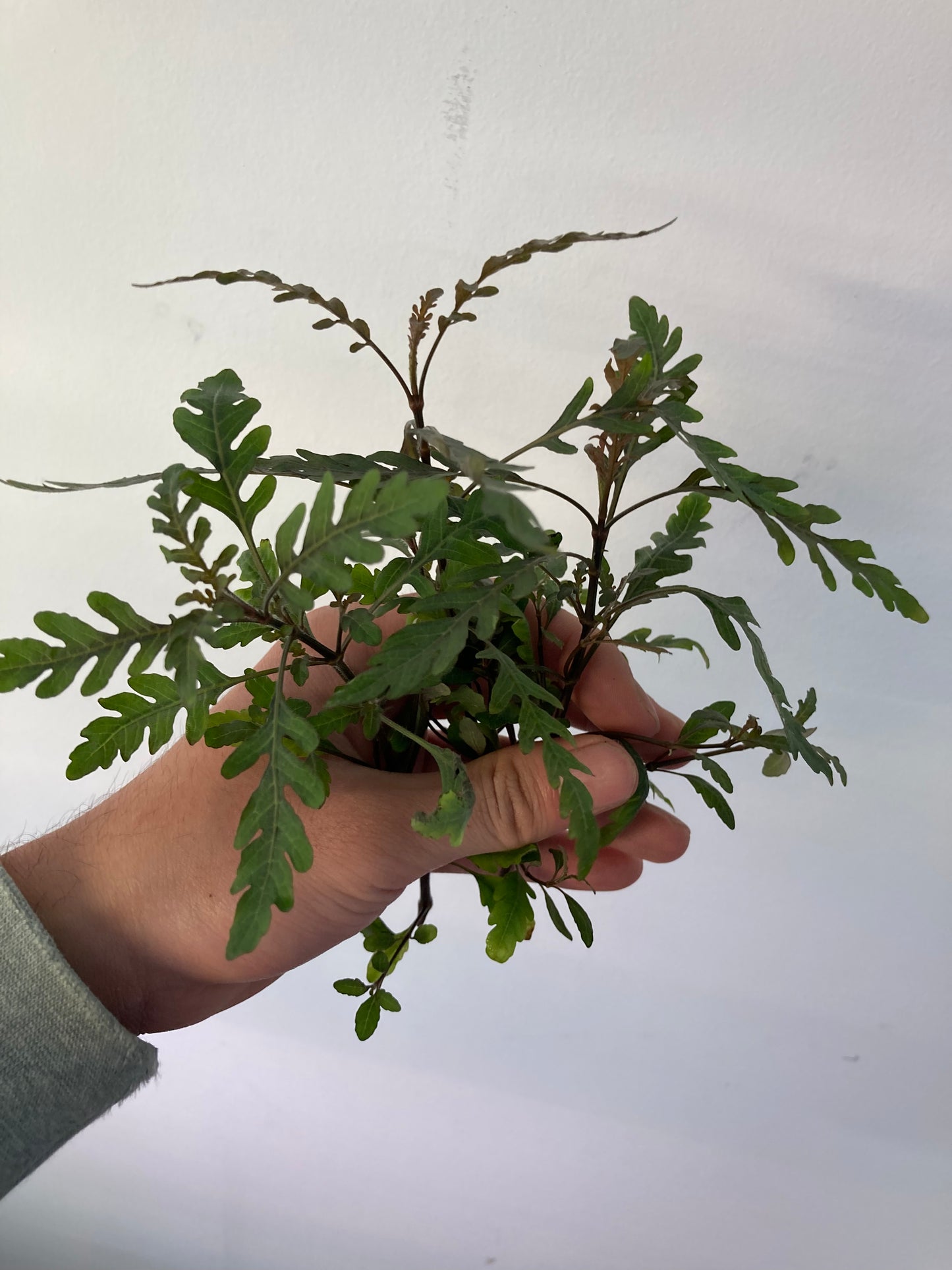 Hygrophila Pinnatifida (3 stems) - AquaHorizon