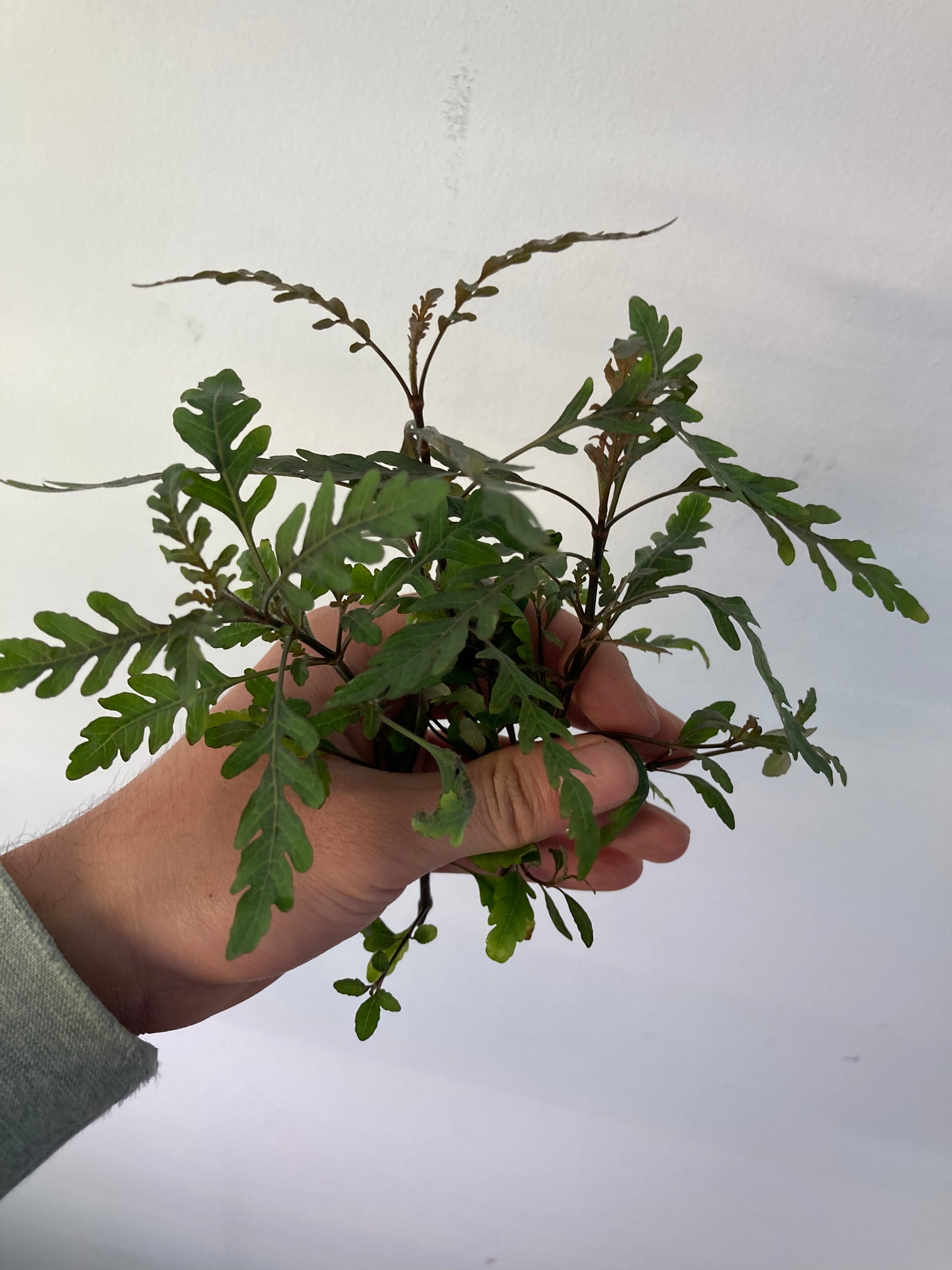 Hygrophila Pinnatifida (3 stems) - AquaHorizon