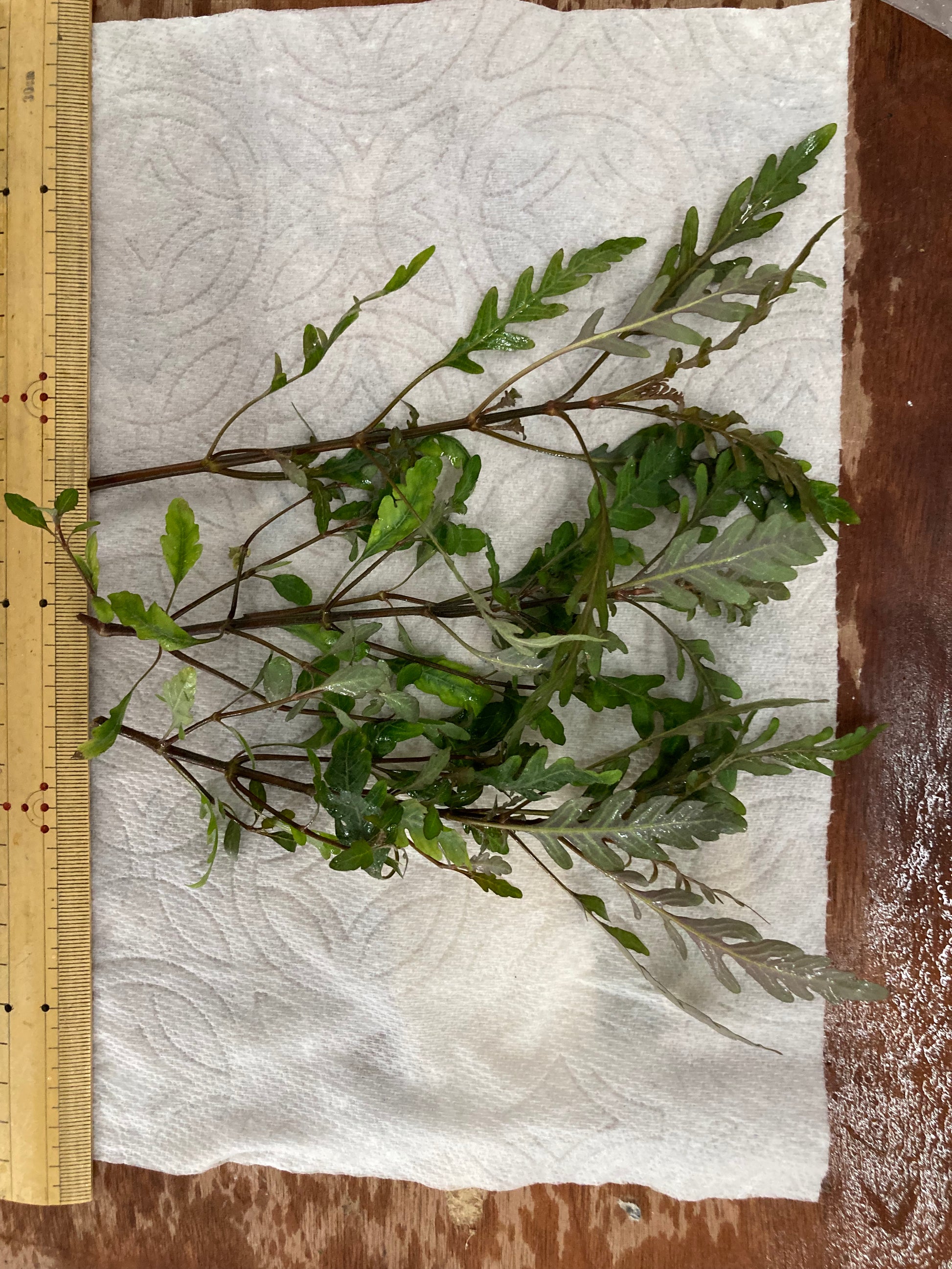 Hygrophila Pinnatifida (3 stems) - AquaHorizon
