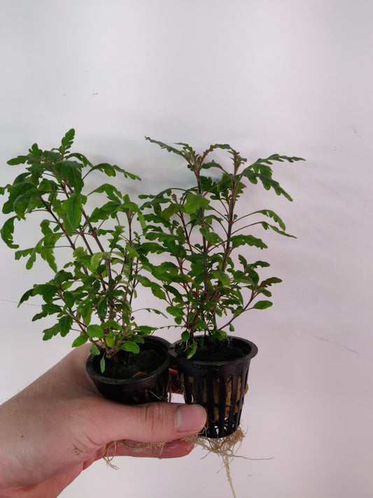 Hygrophila Pinnatifida Potted - AquaHorizon