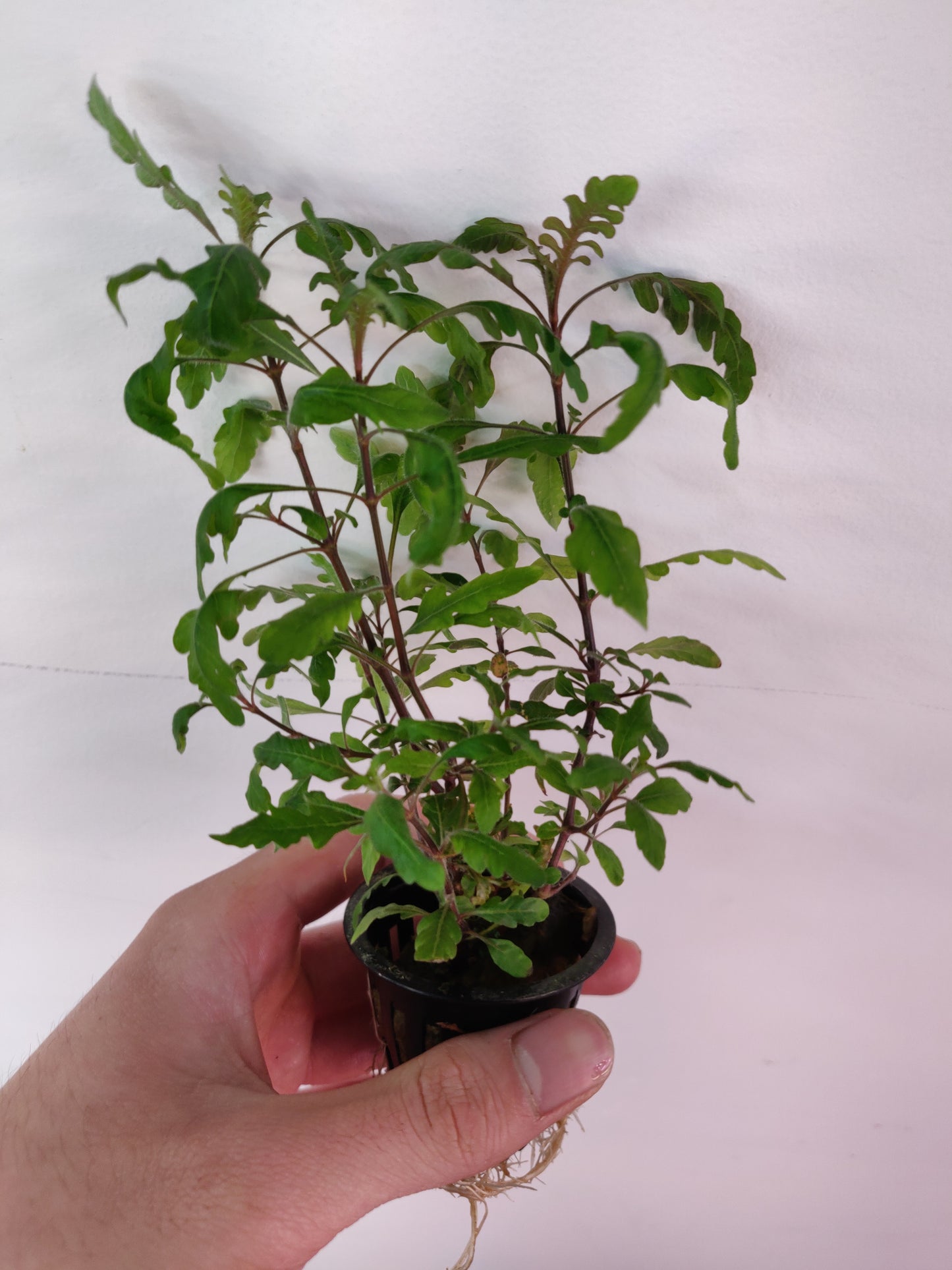 Hygrophila Pinnatifida Potted - AquaHorizon