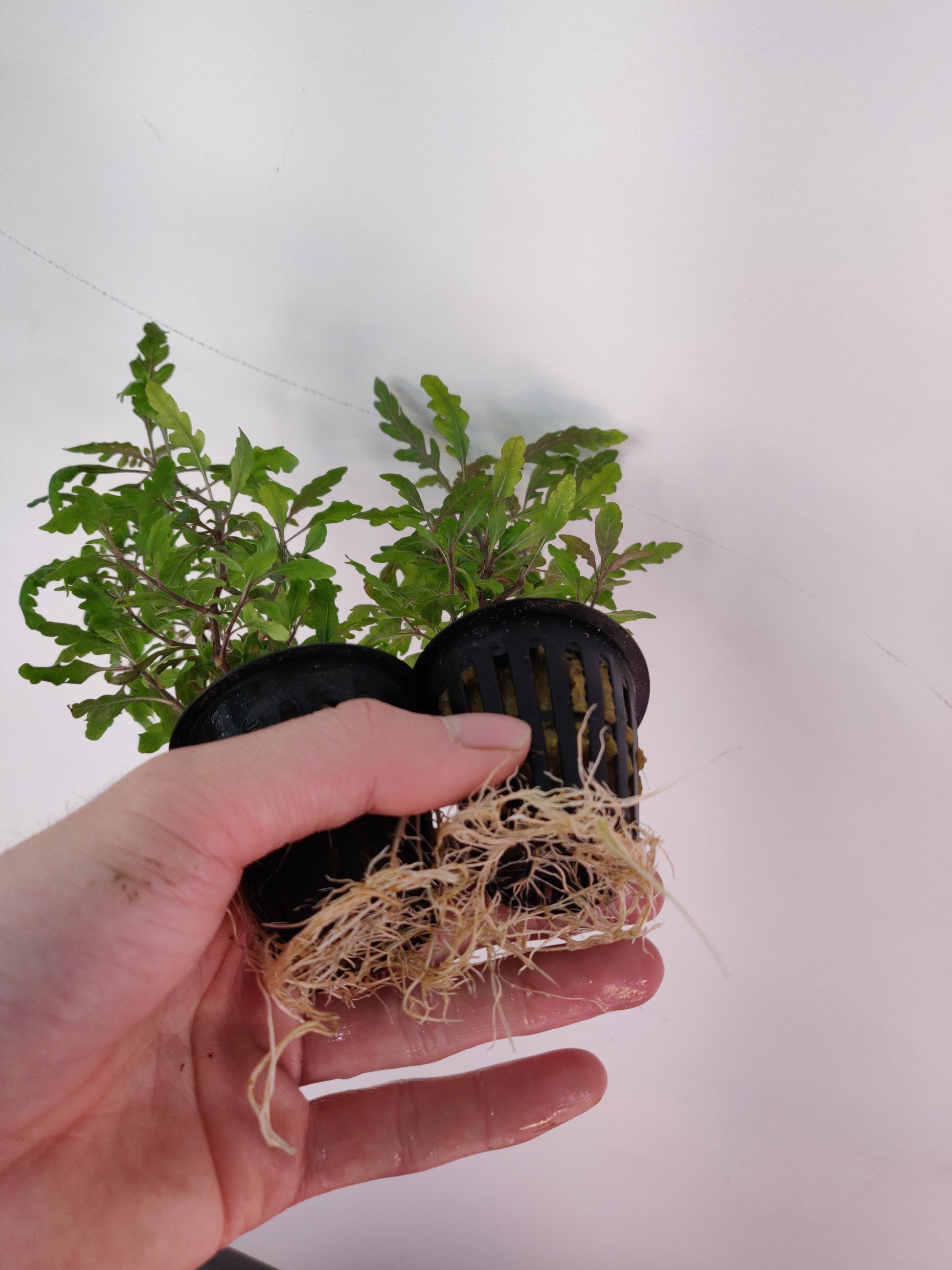 Hygrophila Pinnatifida Potted - AquaHorizon