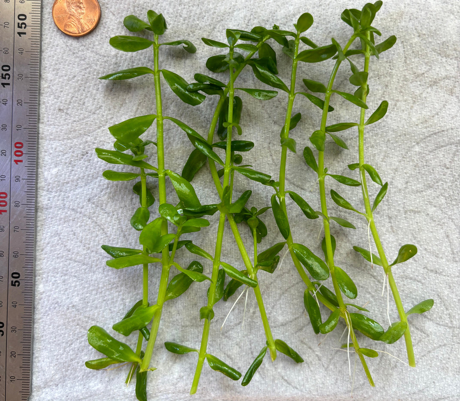 Bacopa Monnieri/Monneywort (6+ stems) - AquaHorizon