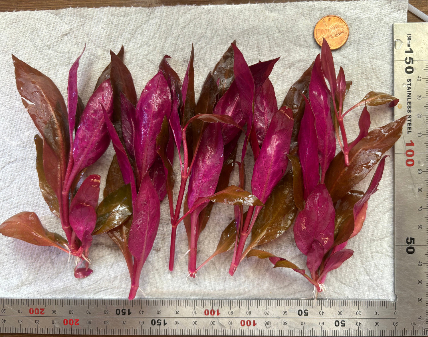 Alternanthera Reineckii "mini" (6+ stems) - AquaHorizon