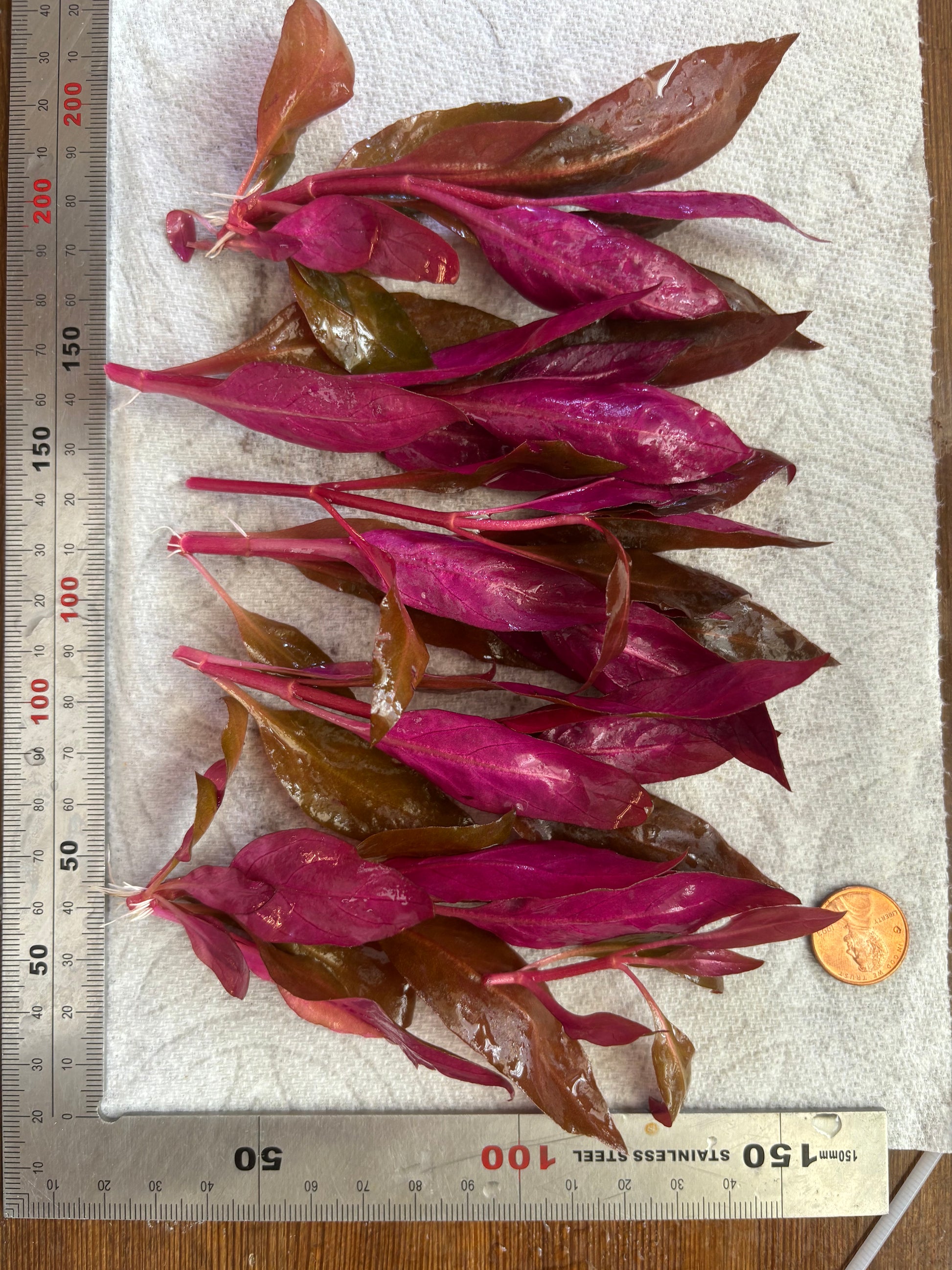 Alternanthera Reineckii "mini" (6+ stems) - AquaHorizon