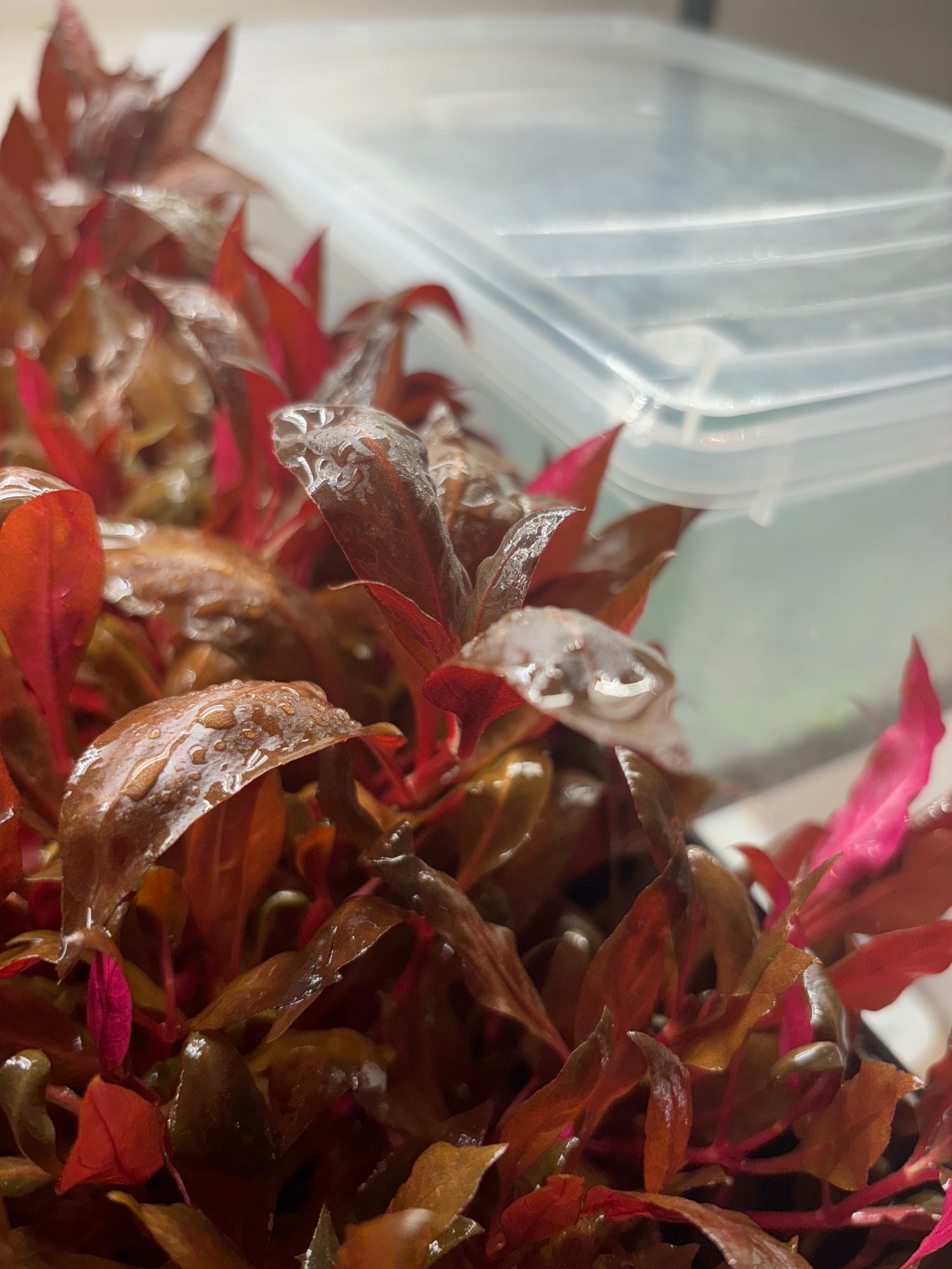Alternanthera Reineckii "mini" (6+ stems) - AquaHorizon