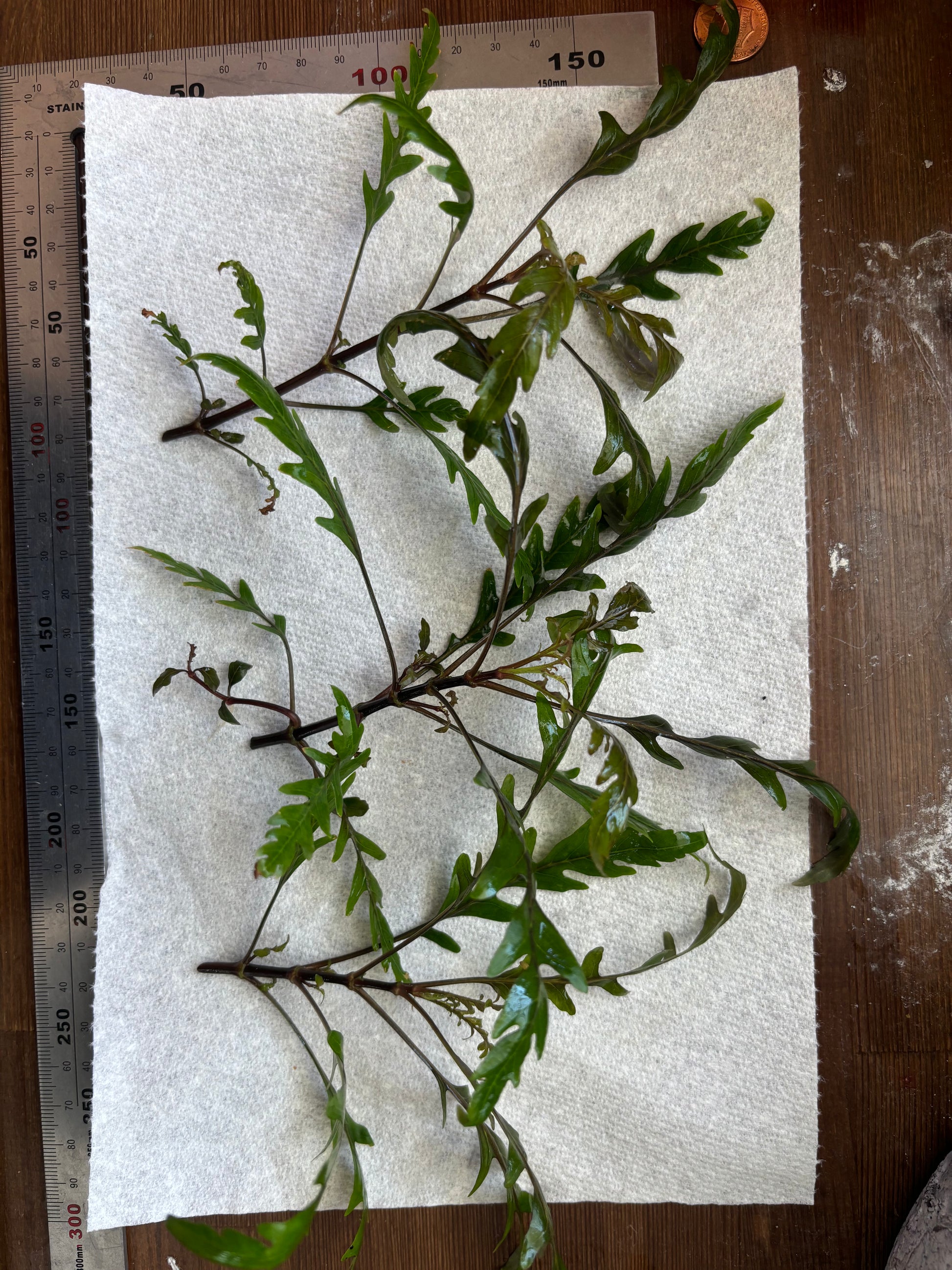 Hygrophila Pinnatifida (3 stems) - AquaHorizon
