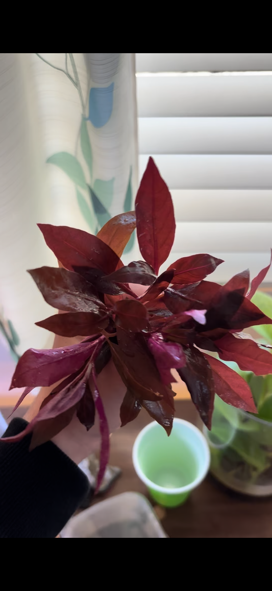 Alternanthera Reineckii "mini" (6+ stems) - AquaHorizon