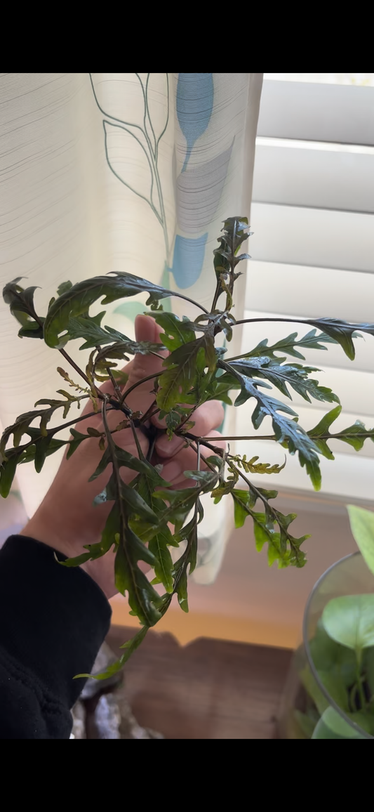 Hygrophila Pinnatifida (3 stems) - AquaHorizon