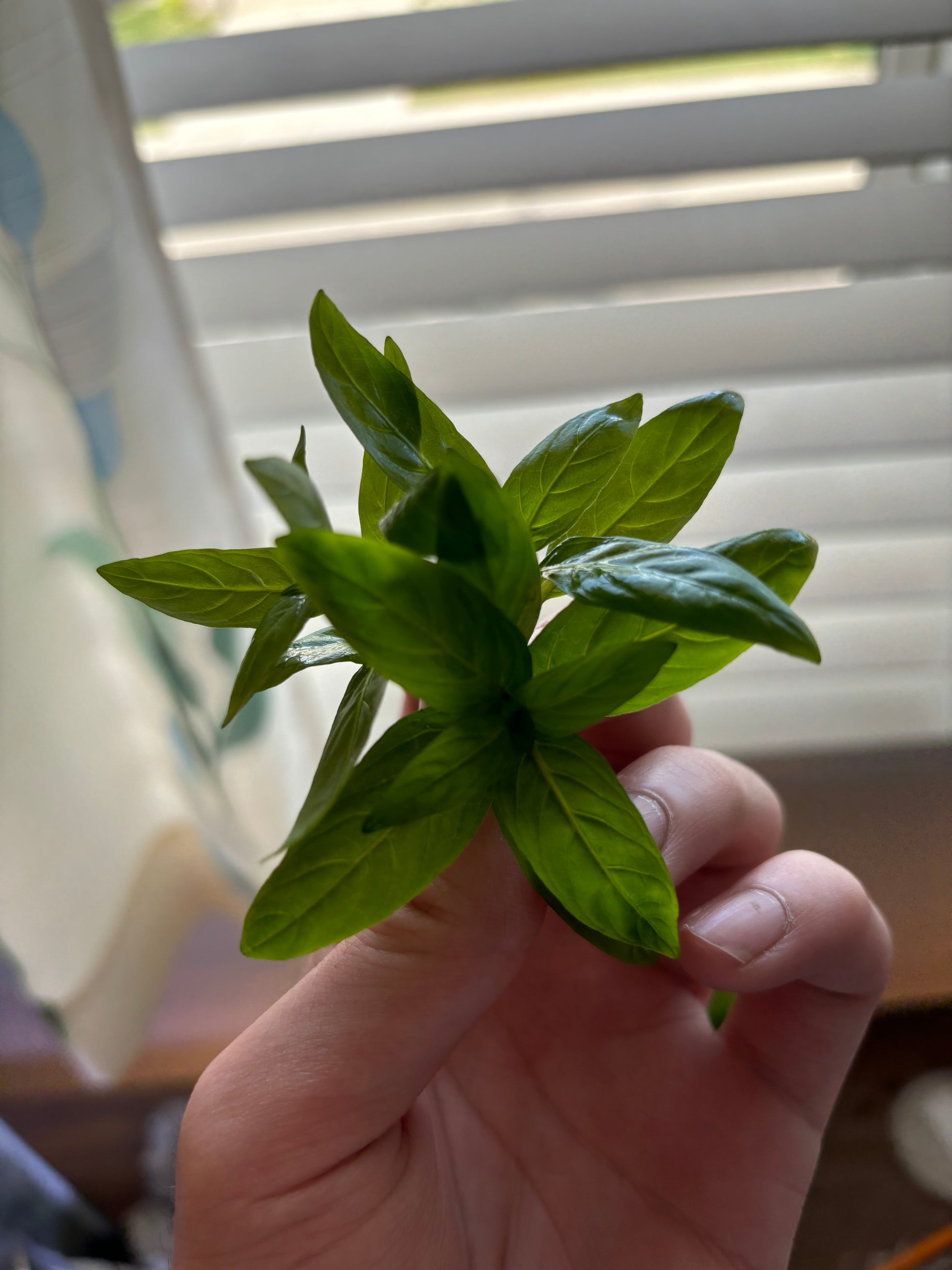 Staurogyne Repens (8+ stems) - AquaHorizon