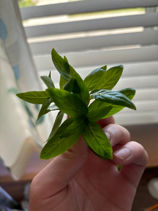 Staurogyne Repens (8+ stems) - AquaHorizon