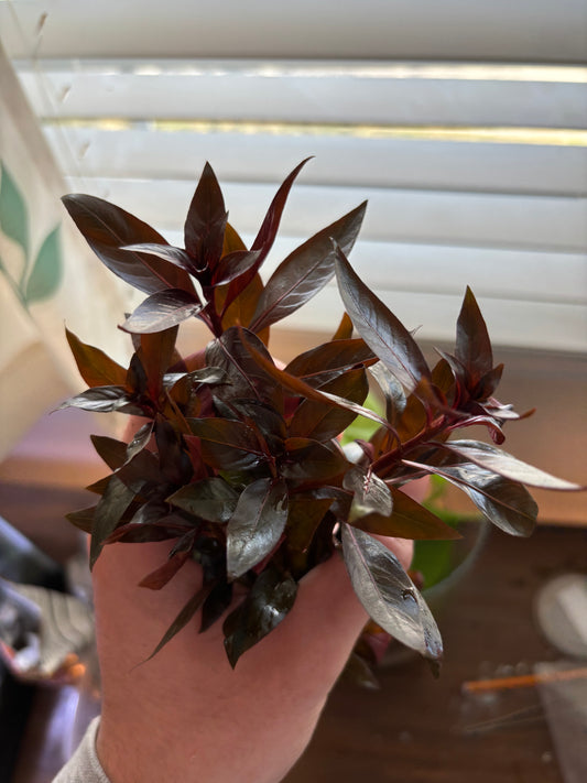 Alternanthera Reineckii (5 stems) - AquaHorizon
