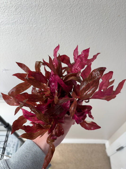 Alternanthera Rosanervig (5+ stems) - AquaHorizon