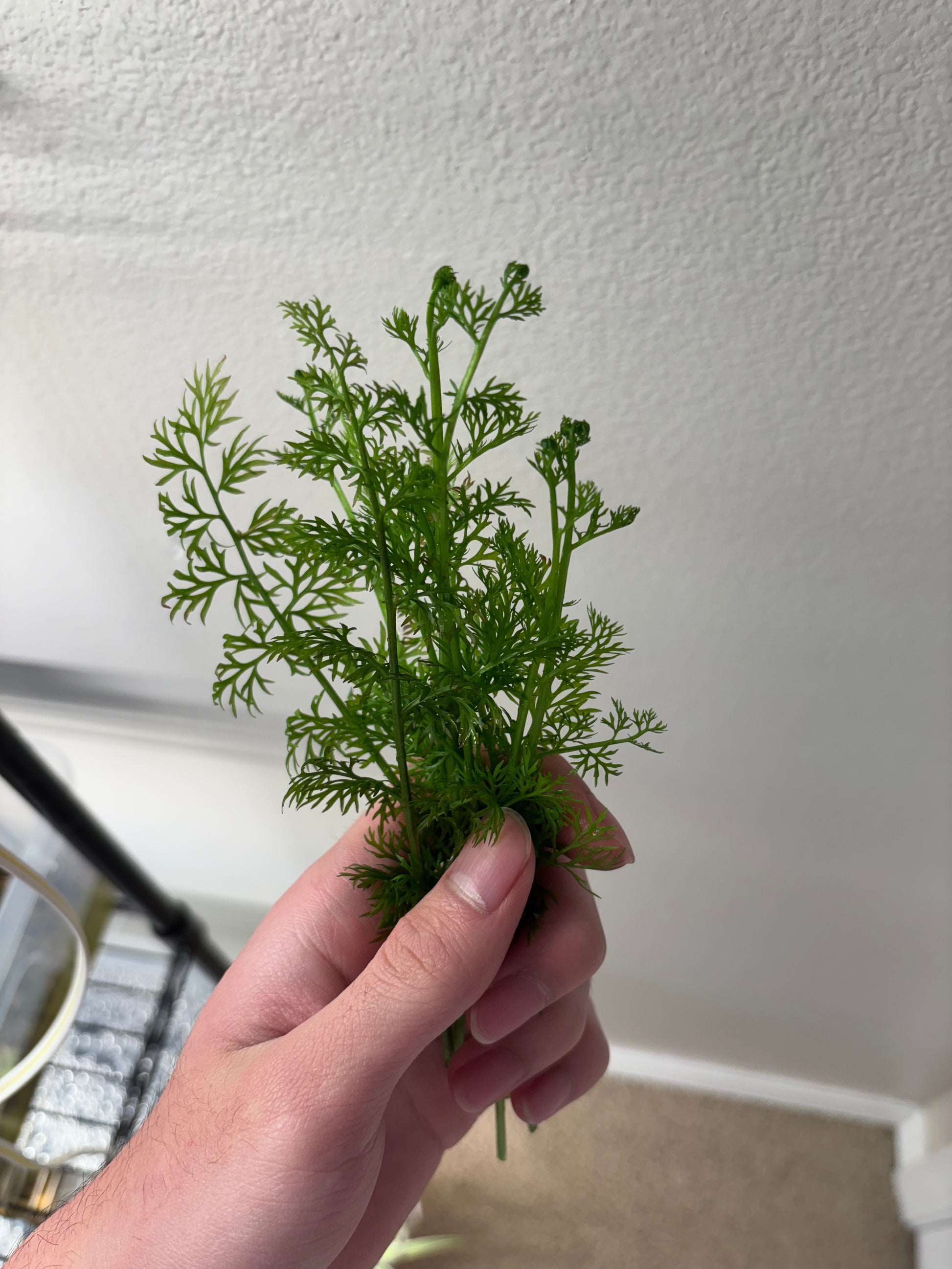 Water Sprite (6+ stems) - AquaHorizon