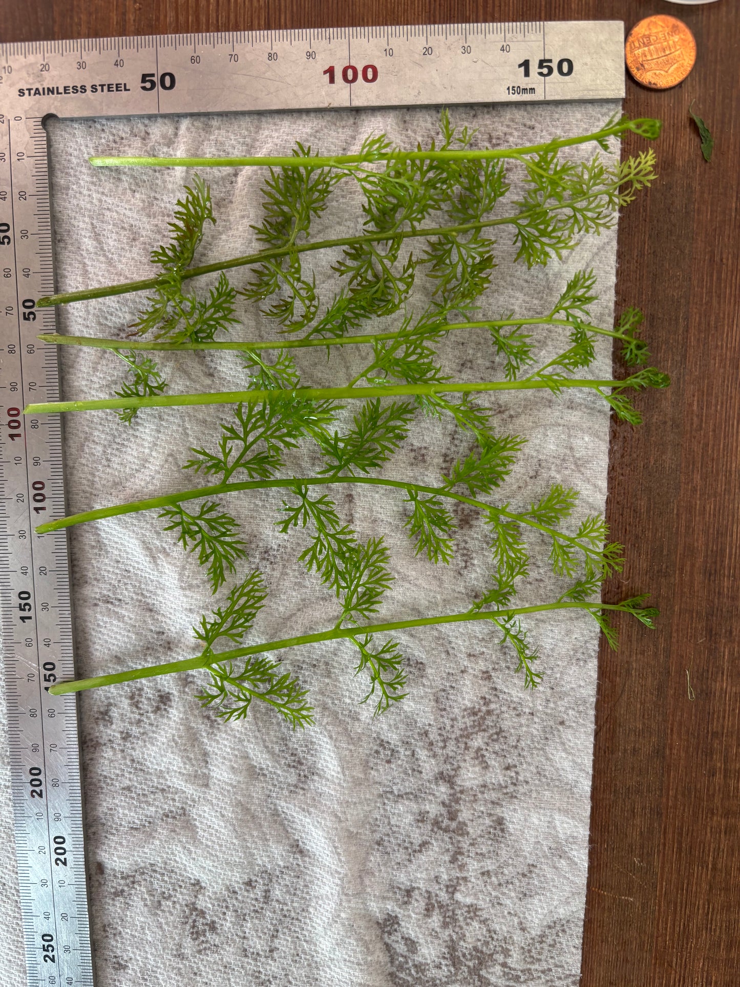 Water Sprite (6+ stems) - AquaHorizon