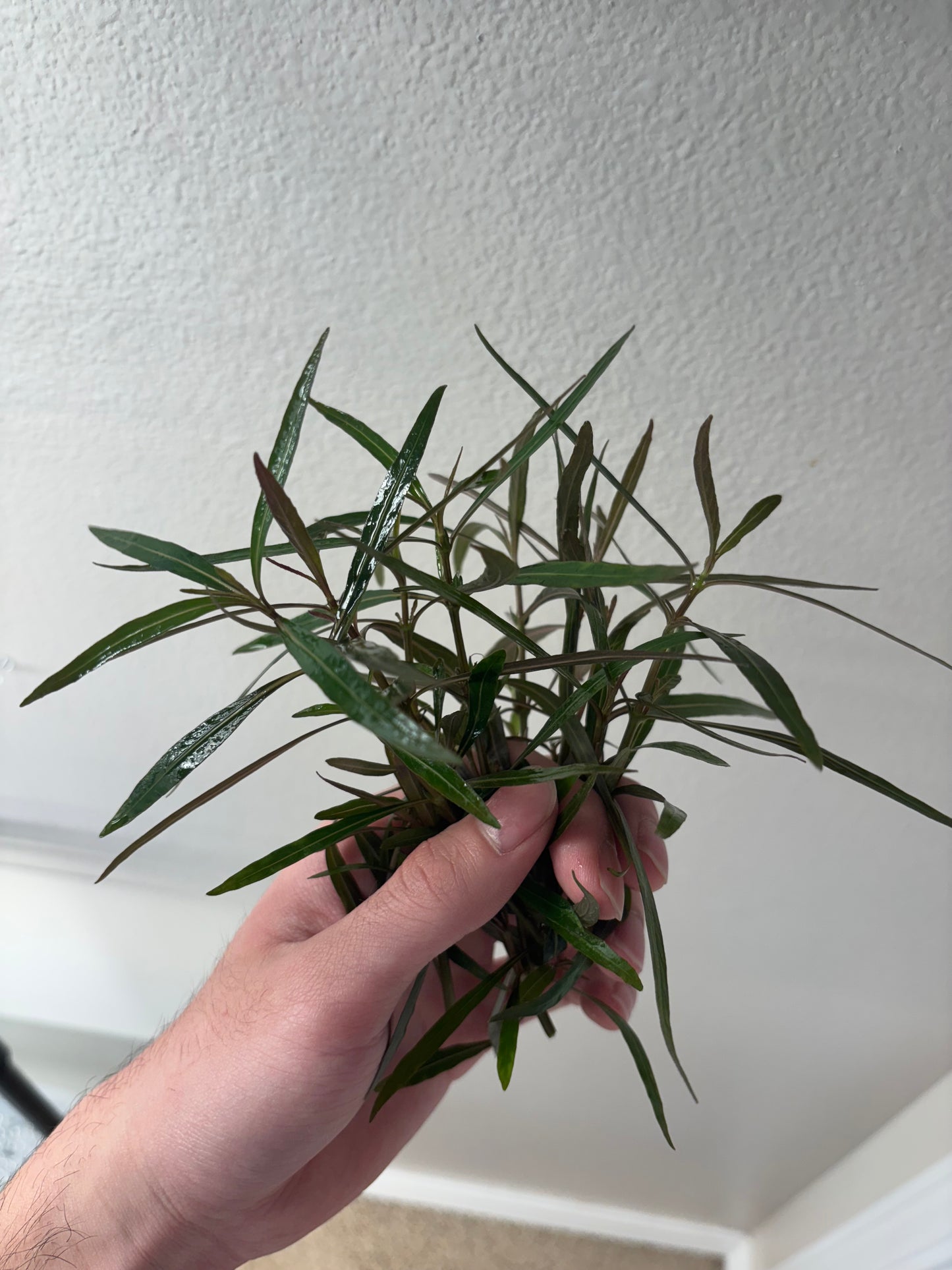 Hygrophila Araguaia (4 stems) - AquaHorizon