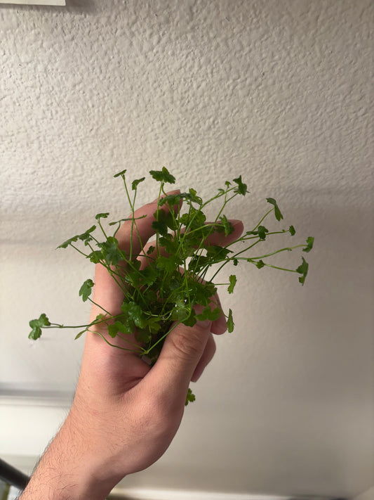 Hydrocotyle Tripartita Japan (~3 in pot worth) - AquaHorizon