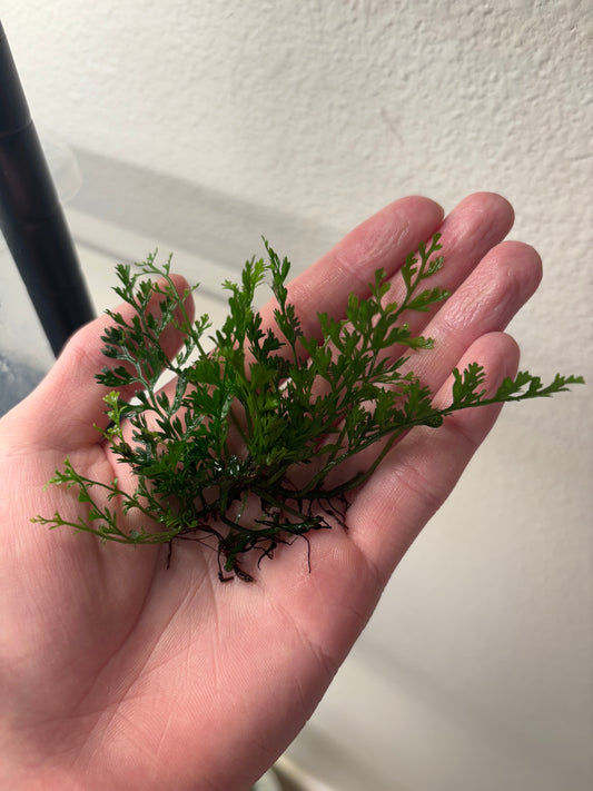 Mini Bolbitis "Baby Leaf" (2in by 2in clump) - AquaHorizon