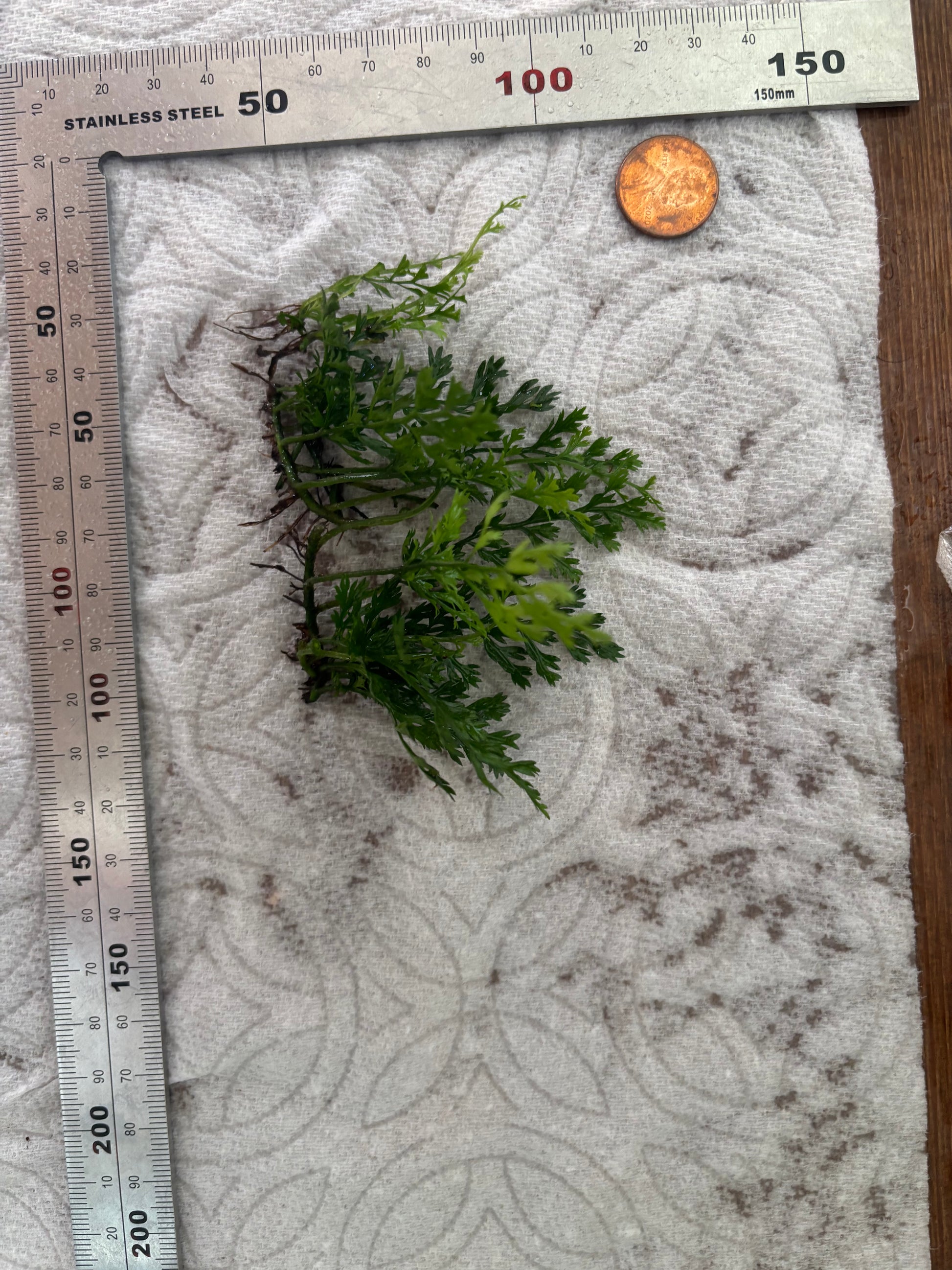 Mini Bolbitis "Baby Leaf" (2in by 2in clump) - AquaHorizon