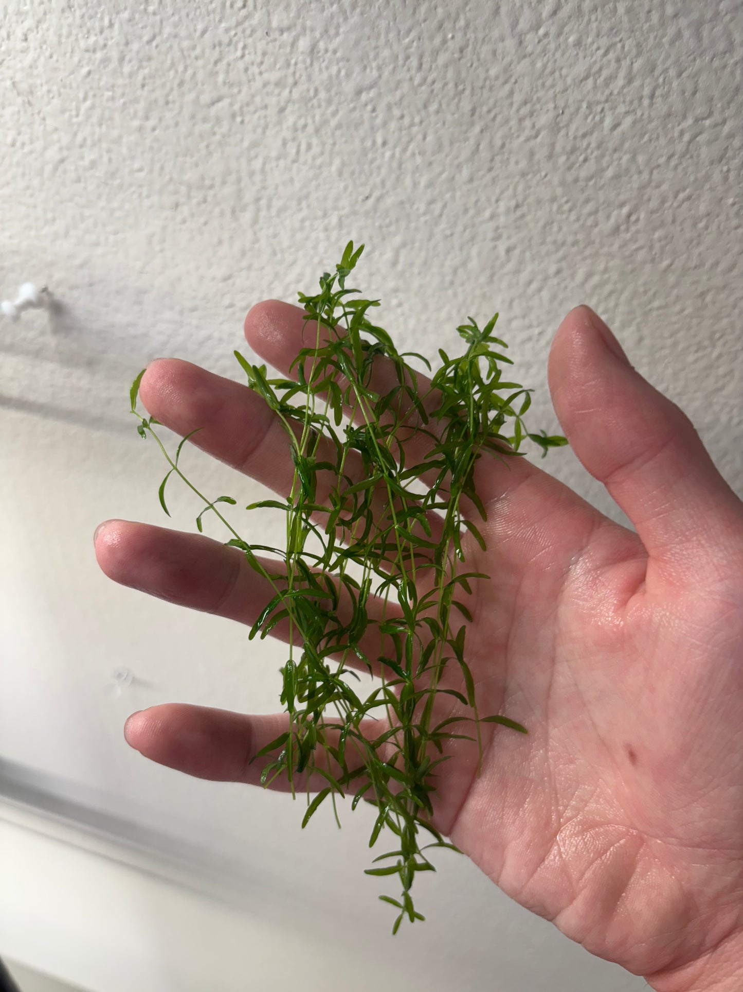 Pearl Weed (12+ stems) - AquaHorizon