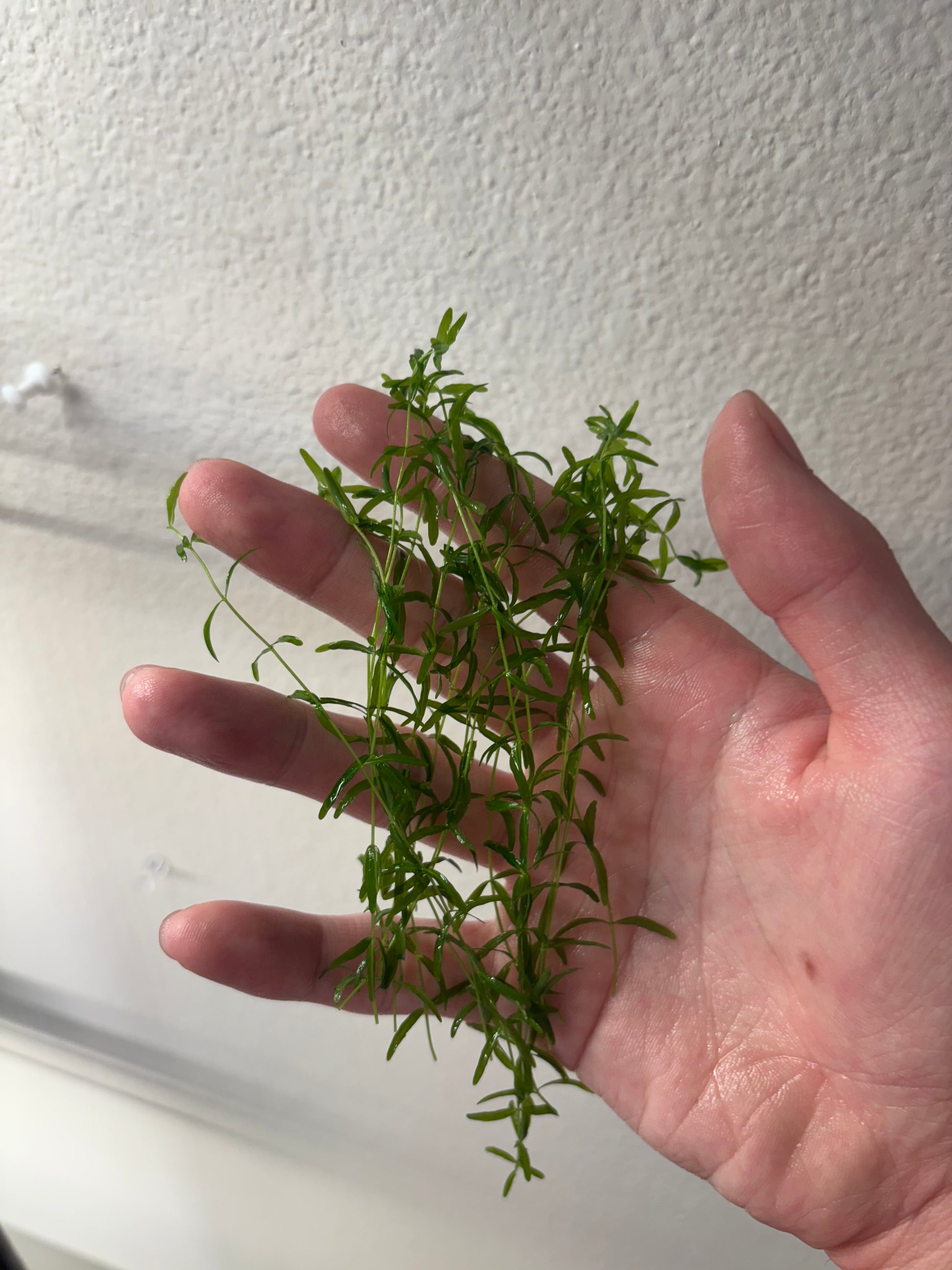 Pearl Weed (12+ stems) - AquaHorizon