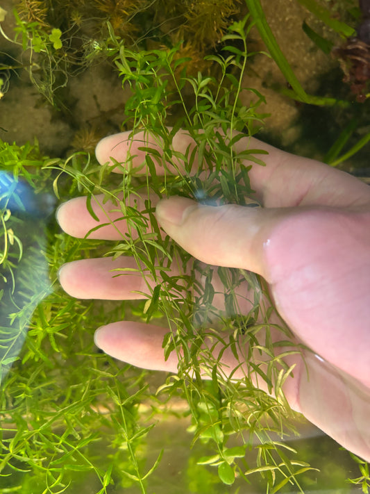Pearl Weed (12+ stems) - AquaHorizon