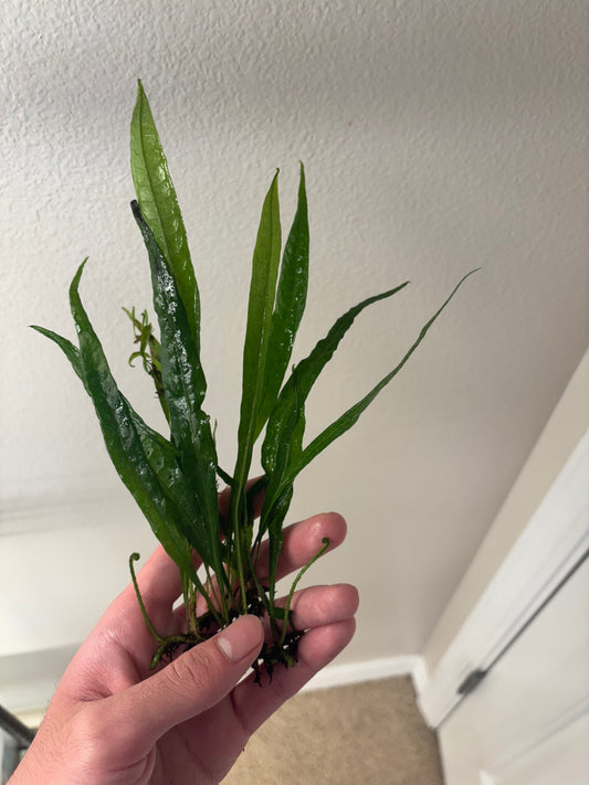 Java Fern "Narrow" (5+ leaves) - AquaHorizon