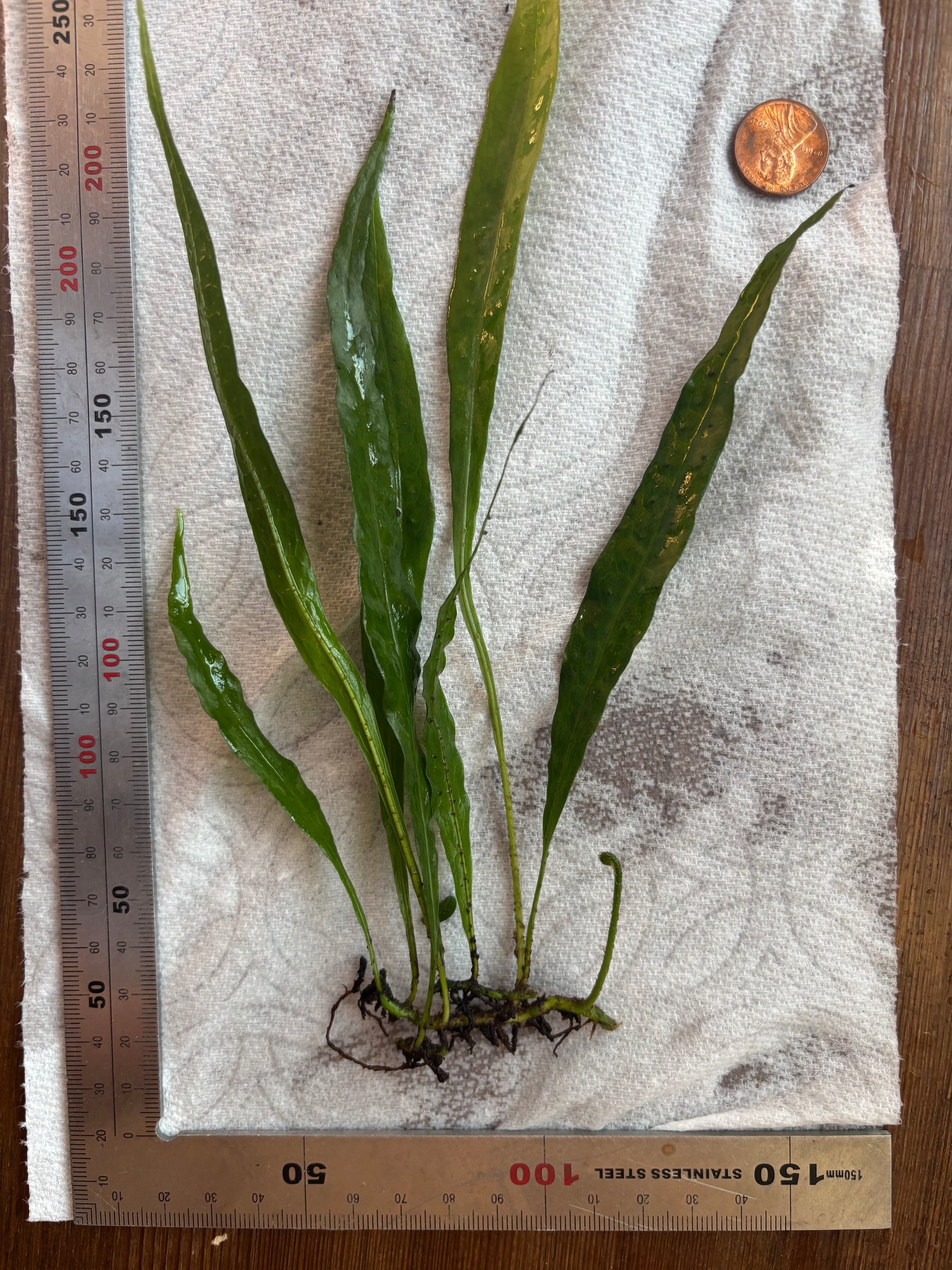 Java Fern "Narrow" (5+ leaves) - AquaHorizon