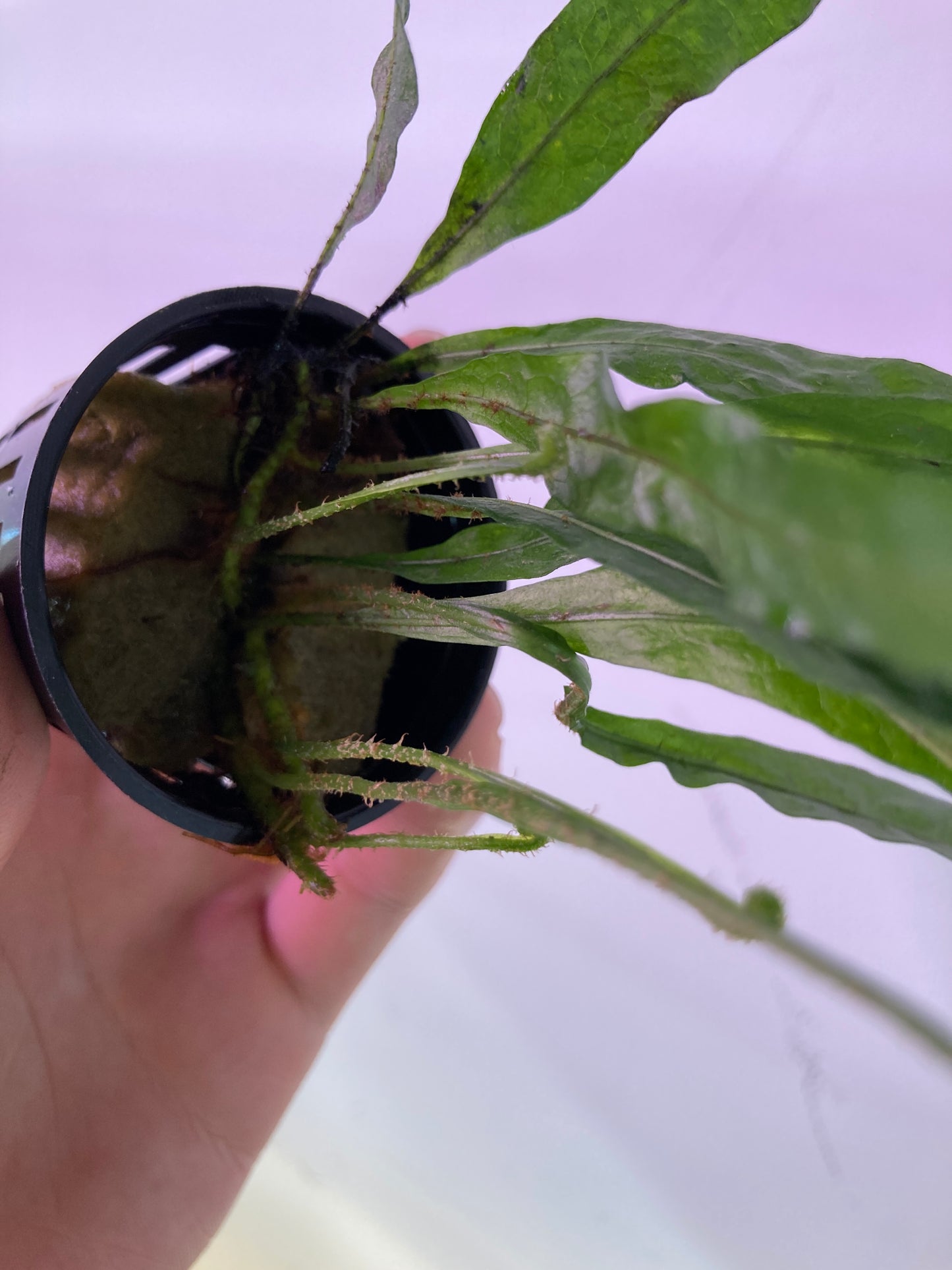 Java Fern "Narrow" Potted - AquaHorizon