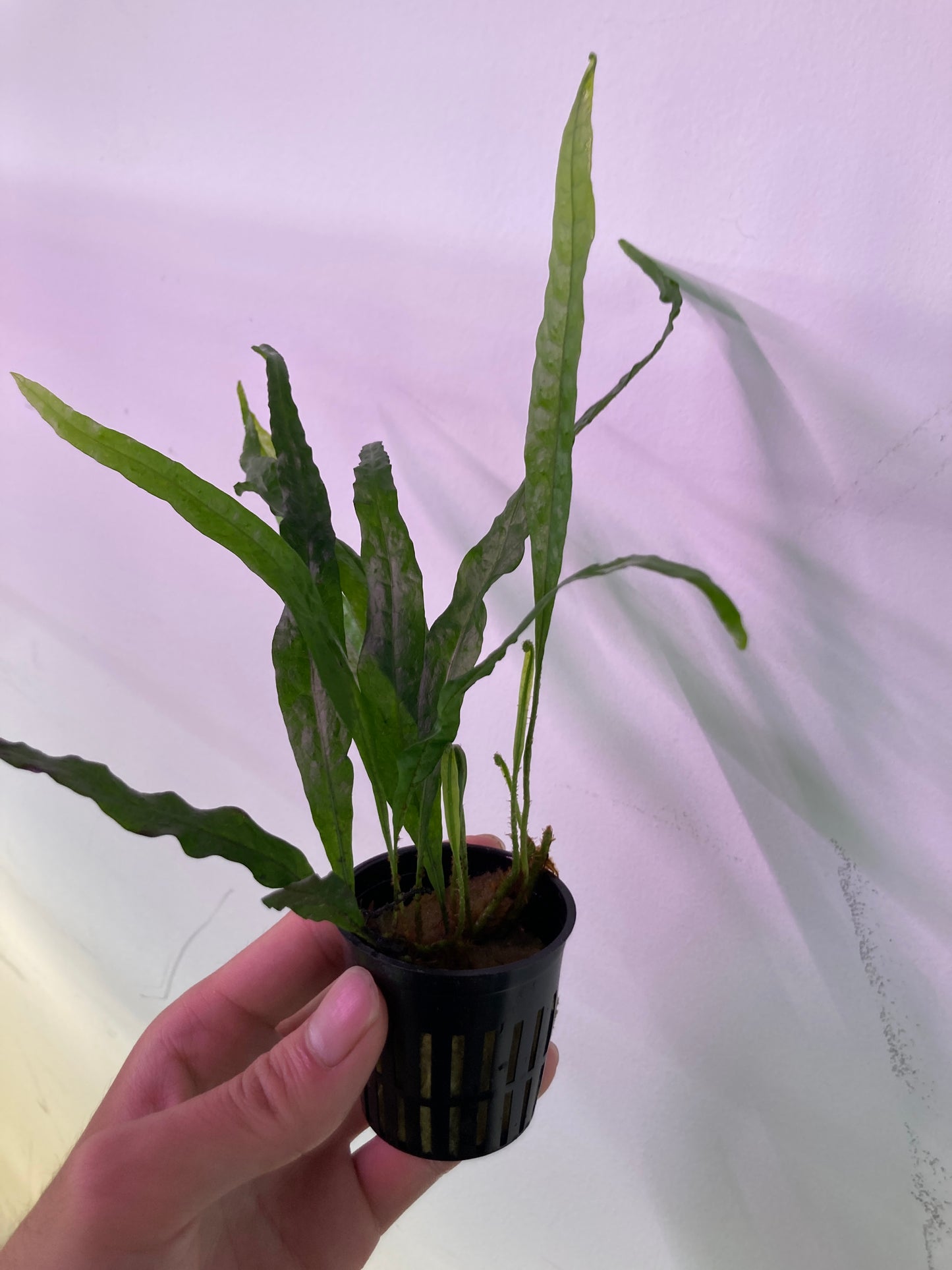 Java Fern "Narrow" Potted - AquaHorizon