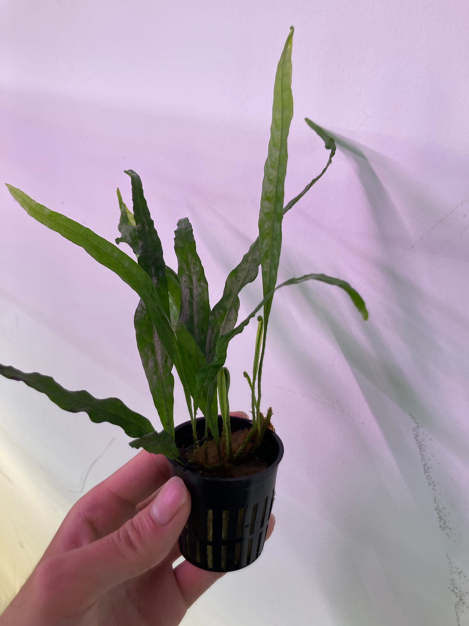 Java Fern "Narrow" Potted - AquaHorizon