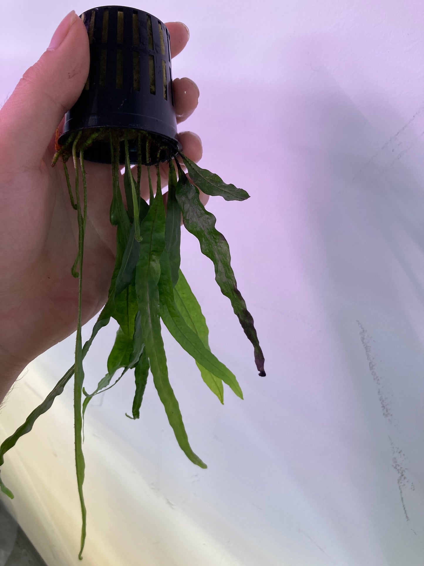 Java Fern "Narrow" Potted - AquaHorizon