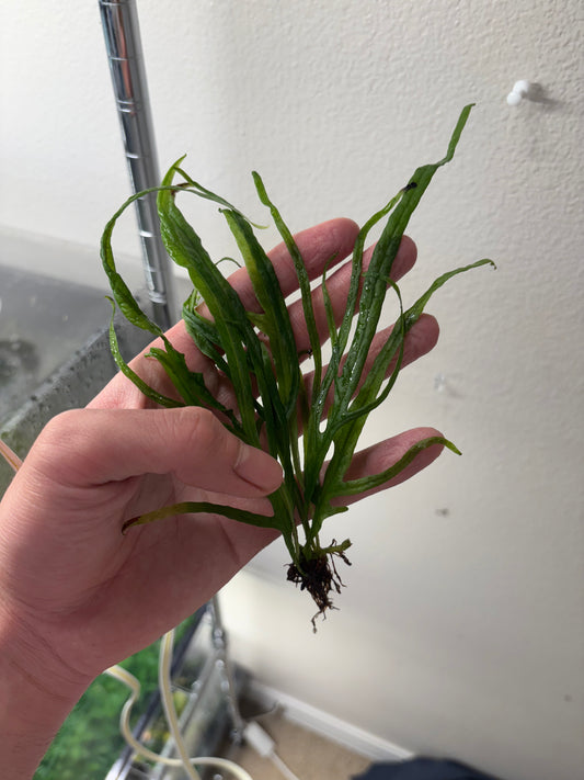 Java Fern Trident