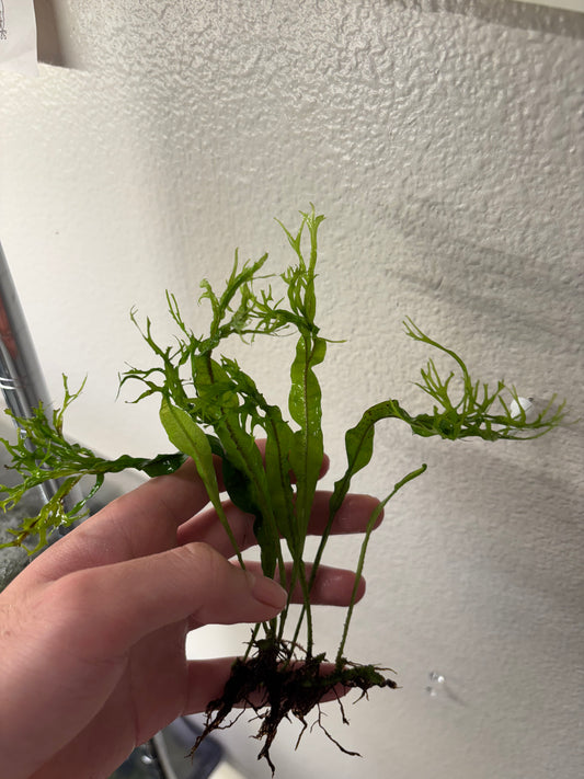 Java Fern 'Windelov'