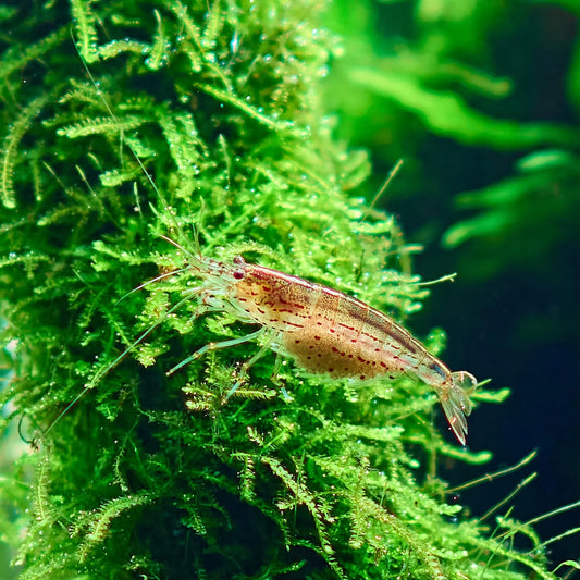Java Moss (large golf ball size) - AquaHorizon