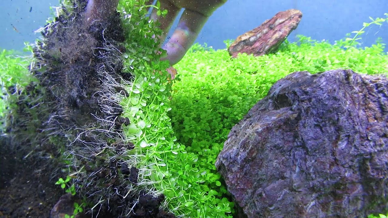 Monte Carlo "Micranthemum"