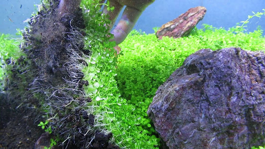 Monte Carlo "Micranthemum"
