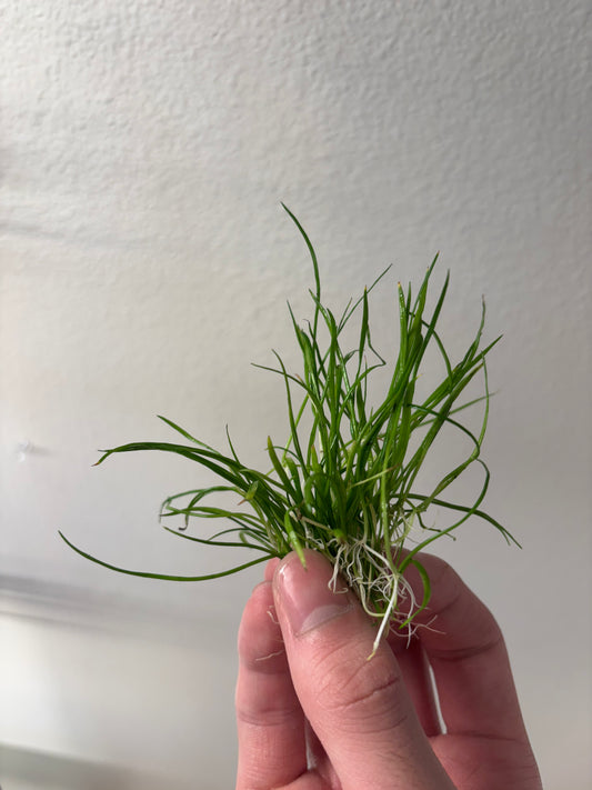 Lilaeopsis Brasiliensis/Micro sword (~3 in pot worth) - AquaHorizon