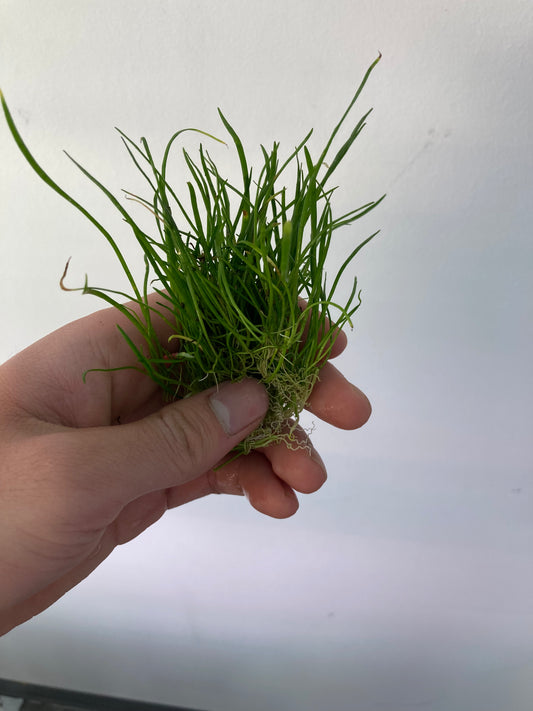 Lilaeopsis Brasiliensis/Micro sword - AquaHorizon