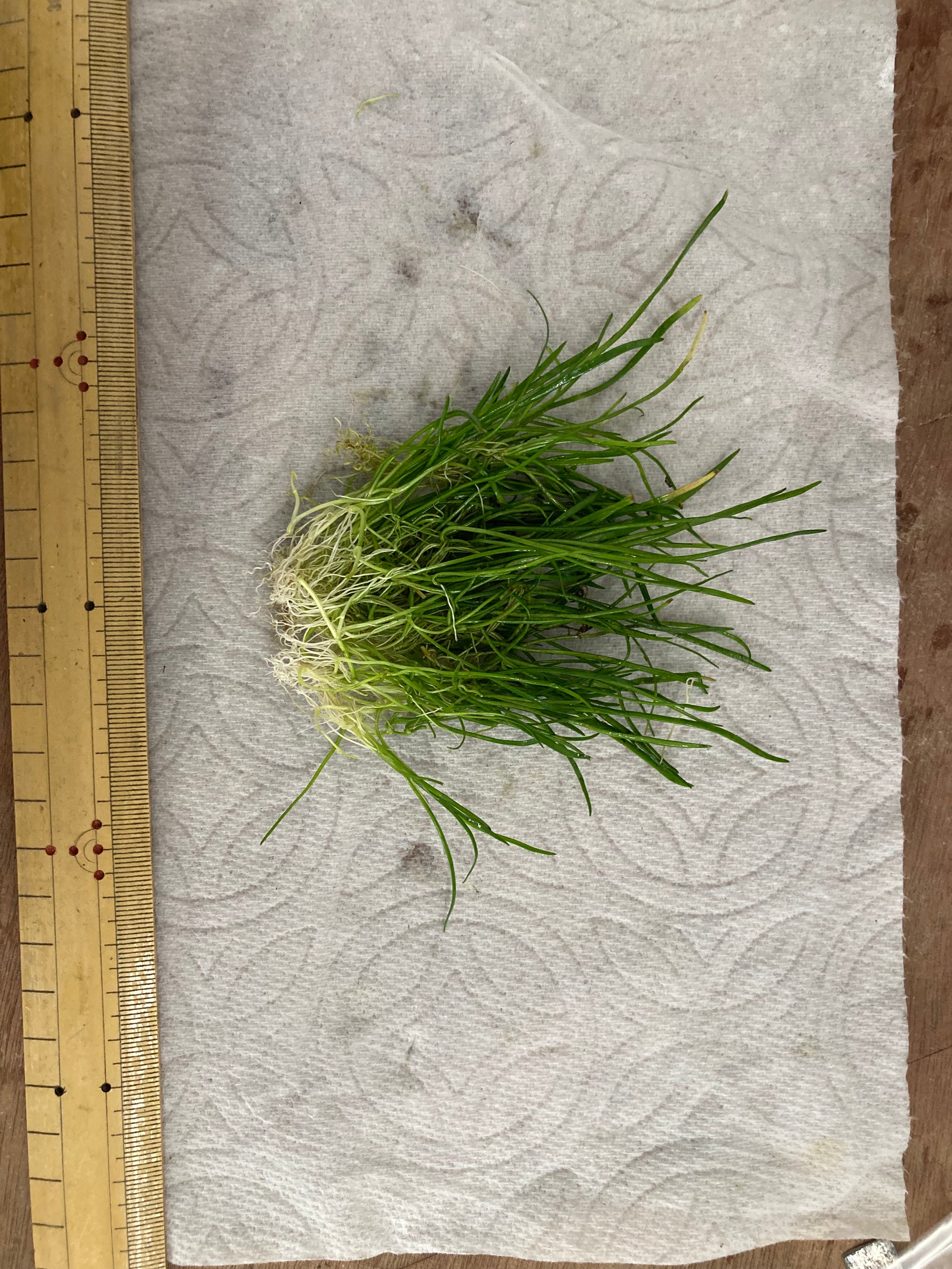 Lilaeopsis Brasiliensis/Micro sword - AquaHorizon