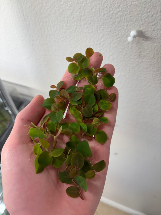 Red Root Floater