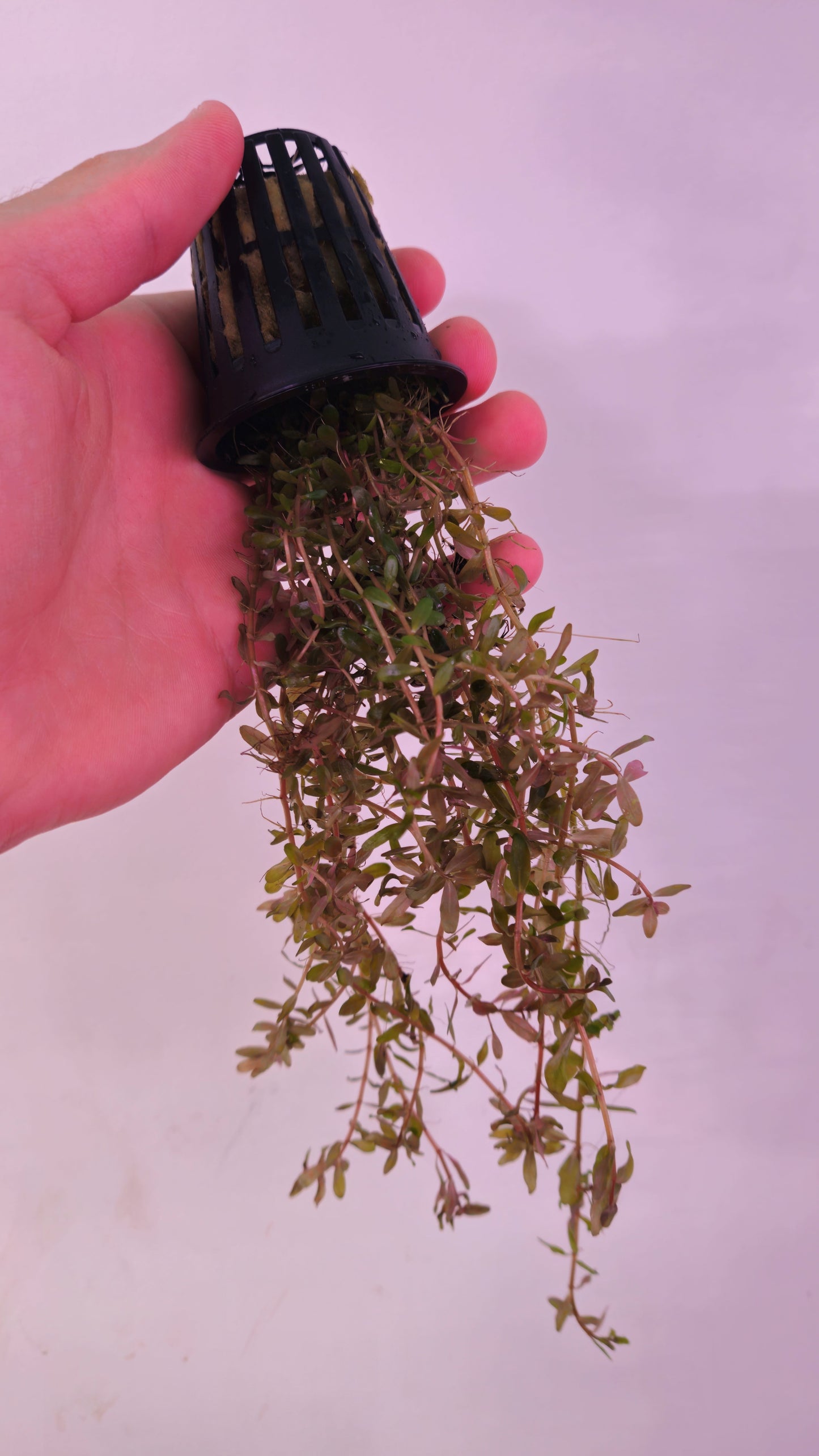 Rotala Rotundifolia "Red" Potted
