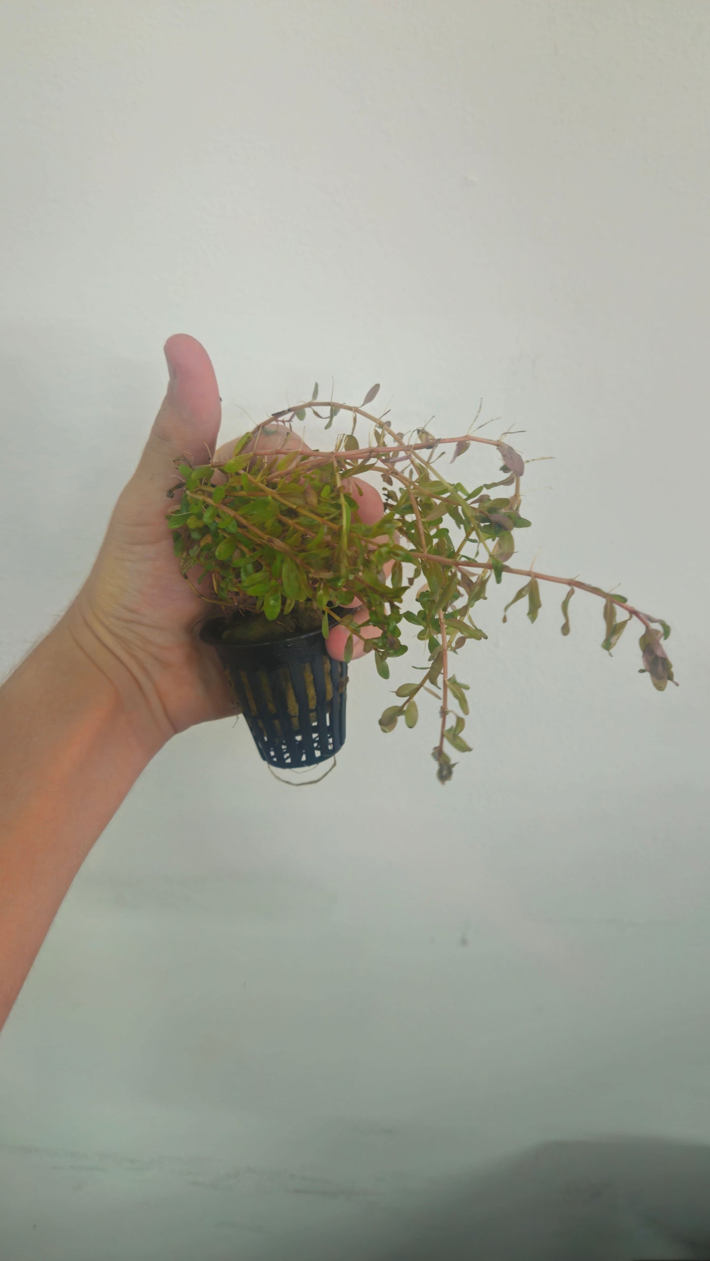 Rotala Rotundifolia "Red" Potted